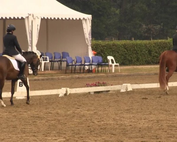 Video of gaya