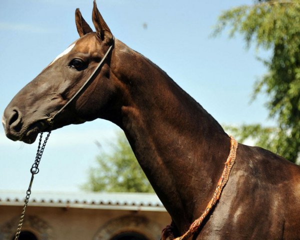 stallion Altyn-Tai (Akhal-Teke, 2005, from Millenium)