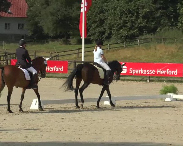Sparkassen German Friendship 27.07.2013  15/1 Reiter-WB Schritt-Trab-Galopp Jhg. 1995-2001