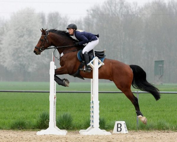 jumper Carsino 2 (Slovakian Warmblood, 2004, from Carismo II 123 FIN) jumper Carsino 2 (Slovakian Warmblood, 2004, from Carismo II 123 FIN)