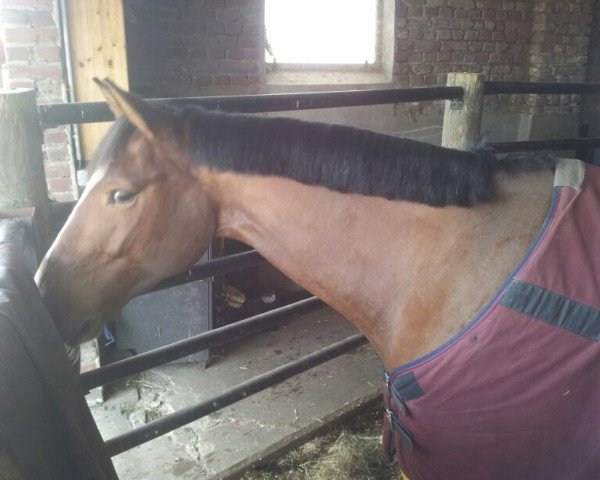 horse Ferris 39 (Rhinelander, 2009, from For Complete)