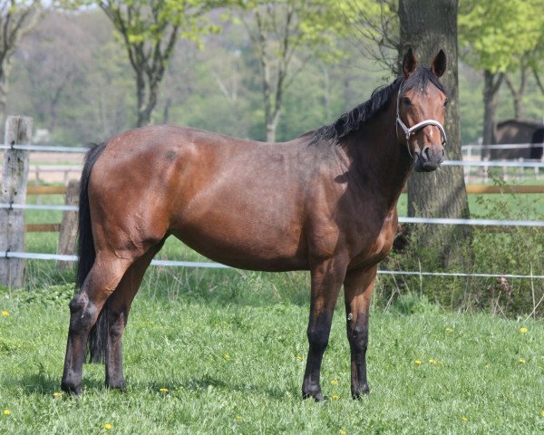 Zuchtstute Emely S (Westfale, 2005, von Eldino)