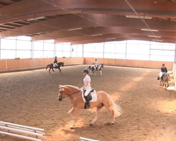 Video of Feivel 140, Ams Belle Fleur D, Top Gun's Toffifee