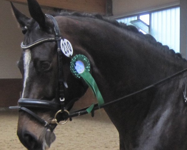 dressage horse Lugata (Westphalian, 2008, from Lugato)