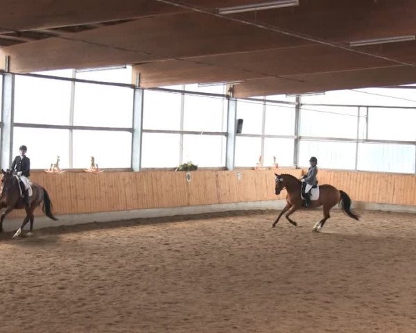 Video of Szafir 2