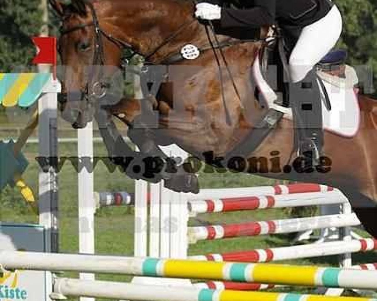 Avlshoppe Faible 89 (Rhinelander, 2002, fra Feuerblick)