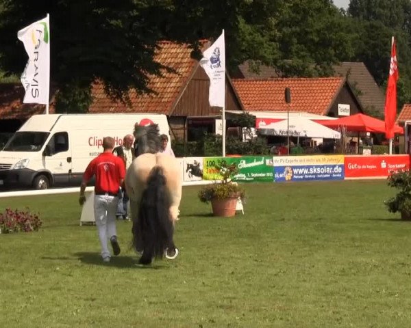 Westfalen-Woche Münster-Handorf Dienstag, 23. Juli 2013 48. Westfälische Eliteschau für 3- und 4 j. Reitpferde- und Kaltblutstuten
