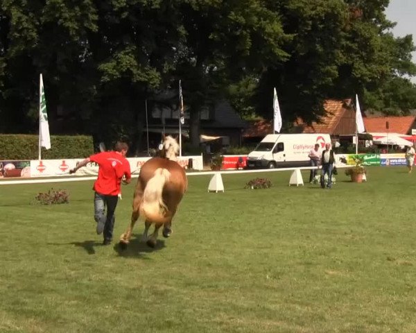 Westfalen-Woche Münster-Handorf Dienstag, 23. Juli 2013 48. Westfälische Eliteschau für 3- und 4 j. Reitpferde- und Kaltblutstuten 