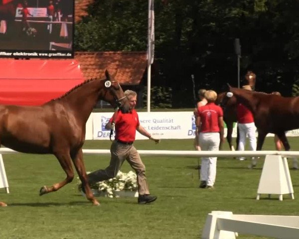 Westfalen-Woche Münster-Handorf Dienstag, 23. Juli 2013 48. Westfälische Eliteschau für 3- und 4 j. Reitpferde- und Kaltblutstuten