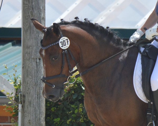 horse Faramir-Shadow (German Riding Pony, 2010)