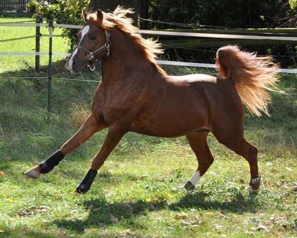 stallion Tingel Tangel Bob (Welsh-Pony (Section B), 2009, from Tizian)