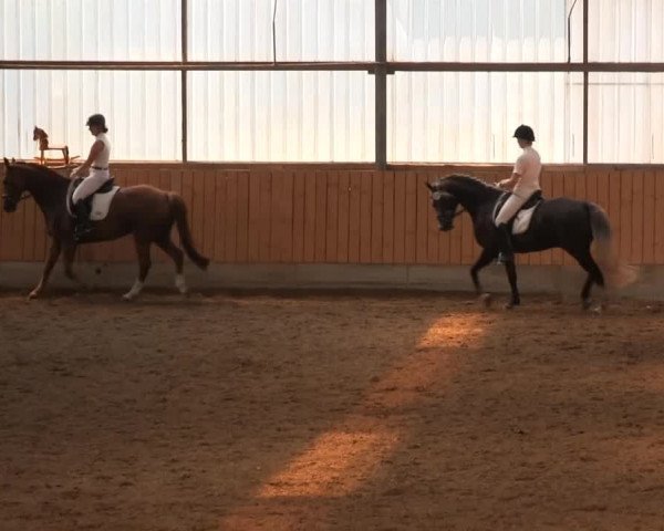 Video von drdagobert-dancer-vd-rieth