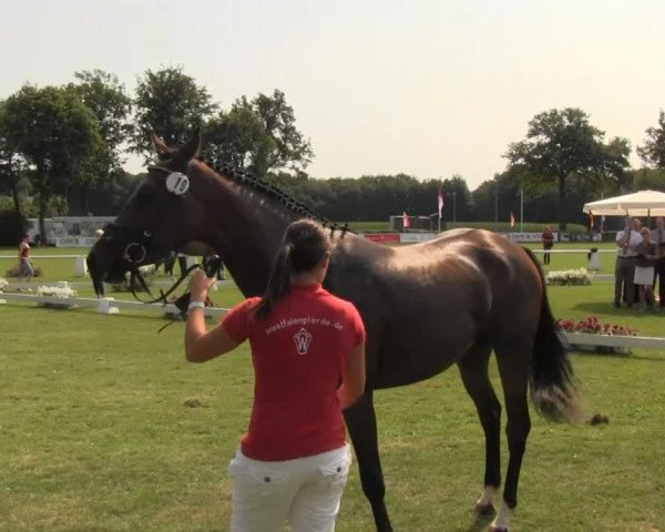 Westfalen-Woche Münster-Handorf Dienstag, 23. Juli 2013 48. Westfälische Eliteschau für 3- und 4 j. Reitpferde- und Kaltblutstuten