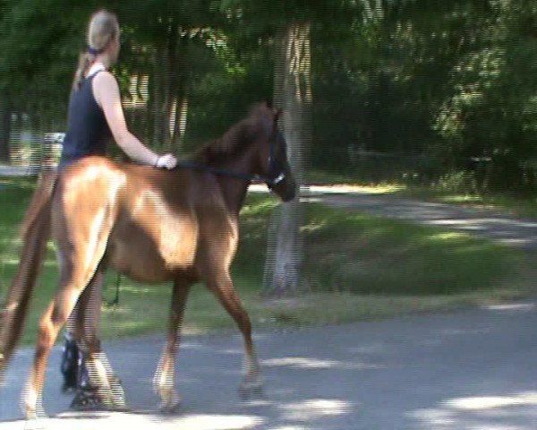 Video von Little Joe