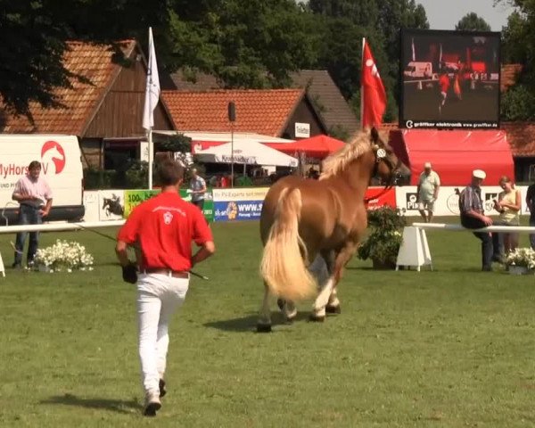 Westfalen-Woche Münster-Handorf Dienstag, 23. Juli 2013 48. Westfälische Eliteschau für 3- und 4 j. Reitpferde- und Kaltblutstuten 
