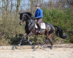 dressage horse Sir Fashion (Westphalian, 2011, from Sir Donnerhall I)