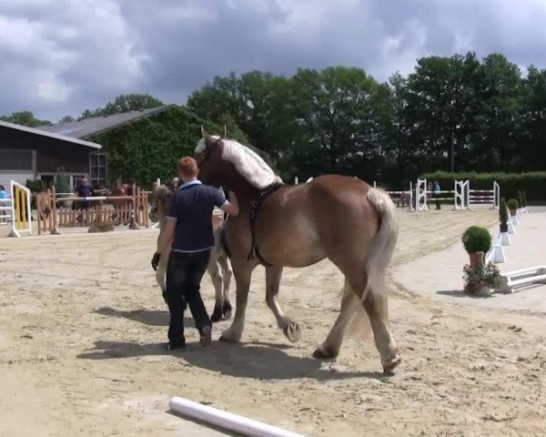 Video von Manni