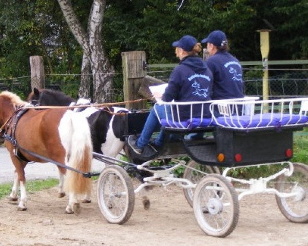 Pferd Billy (Deutsches Reitpony, 1997)