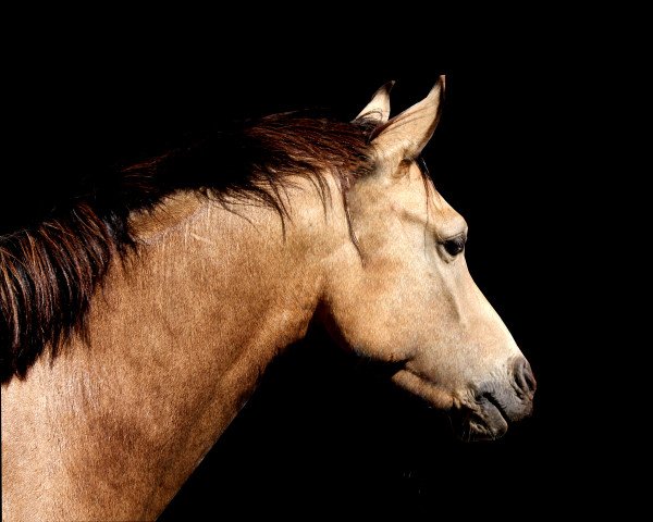 horse Duke of Thunder (German Riding Pony, 2011, from Der feine Lord AT)