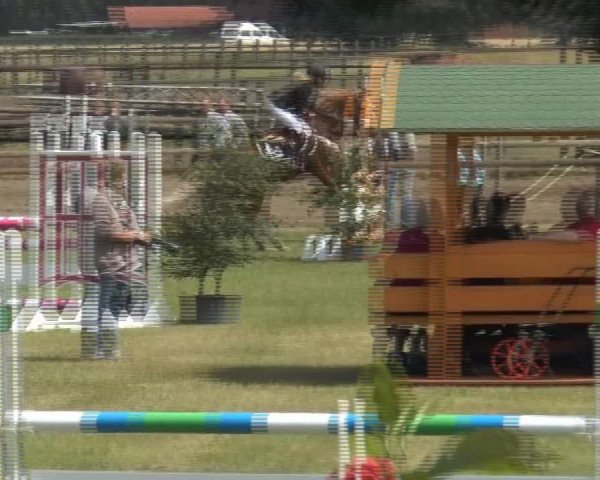 Engter 2013 13.07.2013 31/1 Springprüfung Kl. A**