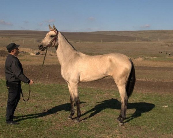 horse Mansura (Akhal-Teke, 2011, from Shakhid)