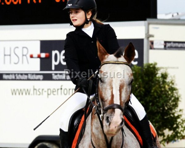 jumper Schwalbe 162 (Appaloosa, 2000, from Unbekannt)