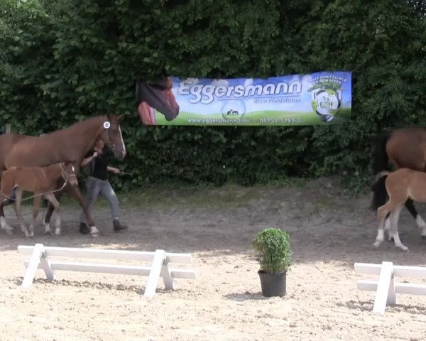 Stuten- und Fohlenschau Gevelsberg  2013
Dienstag, den 02.07.2013
