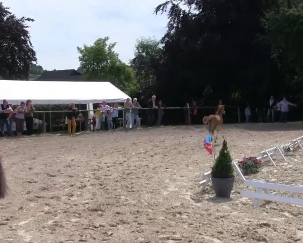 Stuten- und Fohlenschau Gevelsberg  2013
Dienstag, den 02.07.2013
