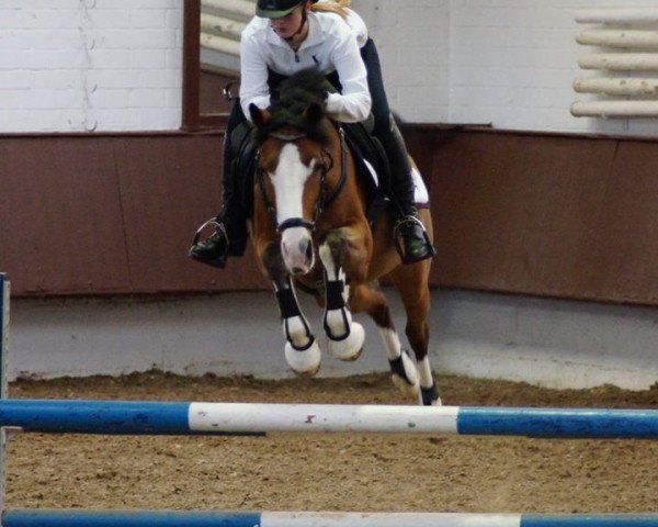 jumper Magic Music (German Riding Pony, 2003, from Mentos)