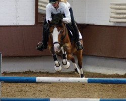 jumper Magic Music (German Riding Pony, 2003, from Mentos)