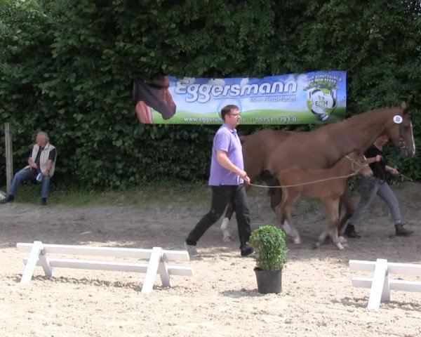 Stuten- und Fohlenschau Gevelsberg 2013
Dienstag, den 02.07.2013