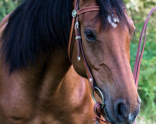 horse Mr. Eddison (Holsteiner, 2009, from Acord)