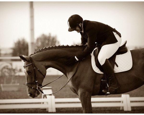 jumper Domenika 42 (Hanoverian, 2004, from Der Lord)