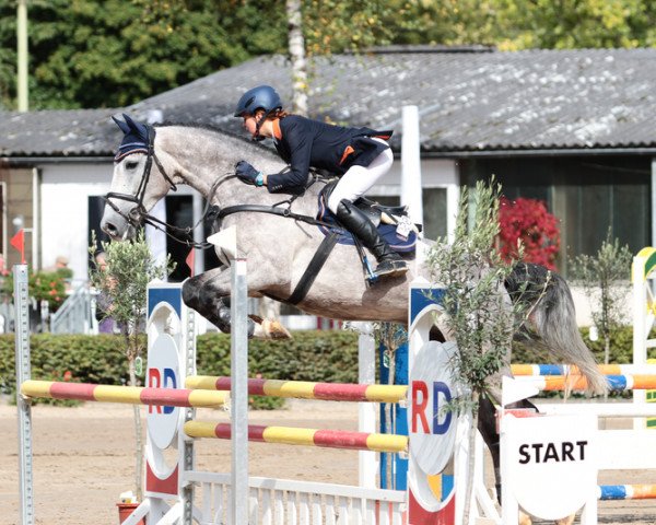 jumper Quite Anamour N (Holsteiner, 2008, from Quite Capitol)