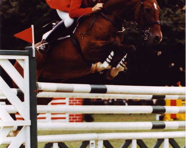 broodmare Ibiza (Hessian Warmblood, 1979, from Imperial) broodmare Ibiza (Hessian Warmblood, 1979, from Imperial)