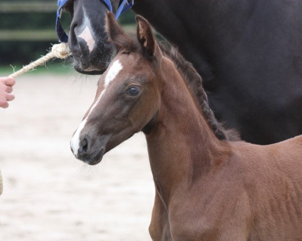 horse Davino (Oldenburg, 2014, from De Martino)