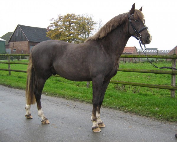horse Moonlight Colour (German Riding Pony, 2012, from Petit Magic Colour)
