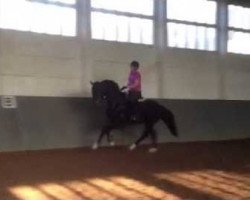 dressage horse Fantastic Flair 2 (Oldenburg, 2010, from Fidertanz)