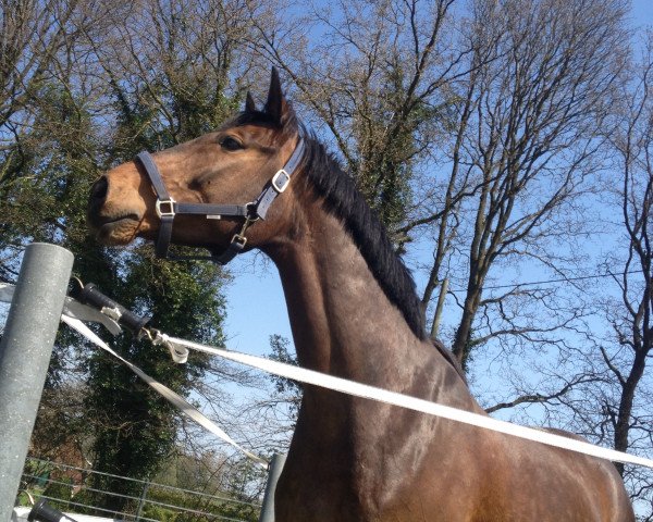 horse Champ 212 (Westphalian, 2008, from Christiano)