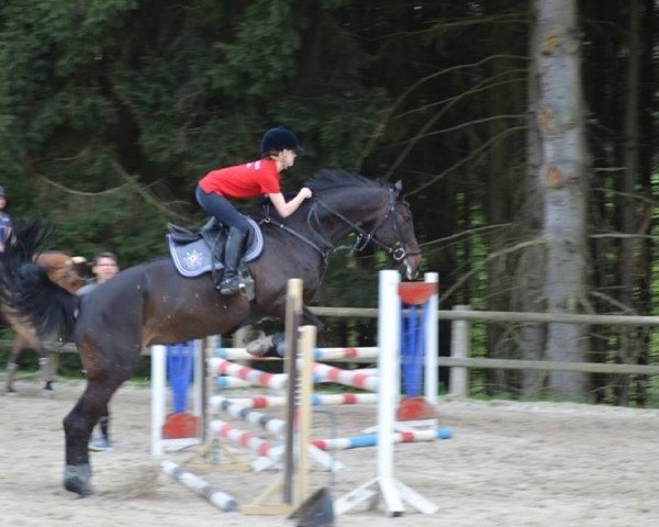 jumper Carla Bruni G (Hanoverian, 2007, from Count Grannus)