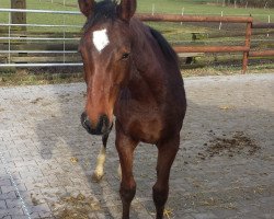 dressage horse Caitano 51 (Rhinelander, 2013, from Chirivell)