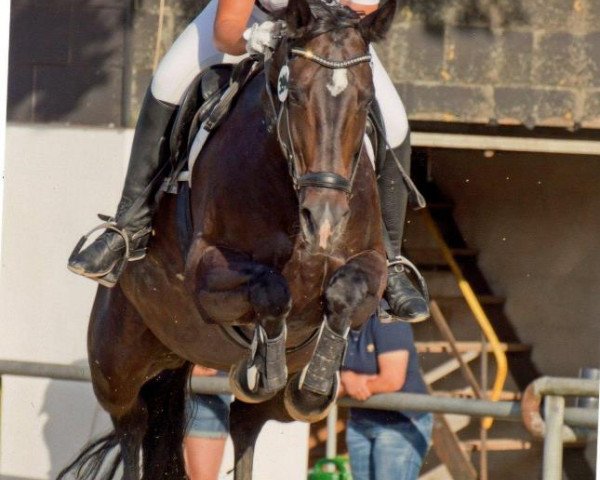 broodmare Piccola Pirouetta E (Westphalian, 2003, from Praktiker)