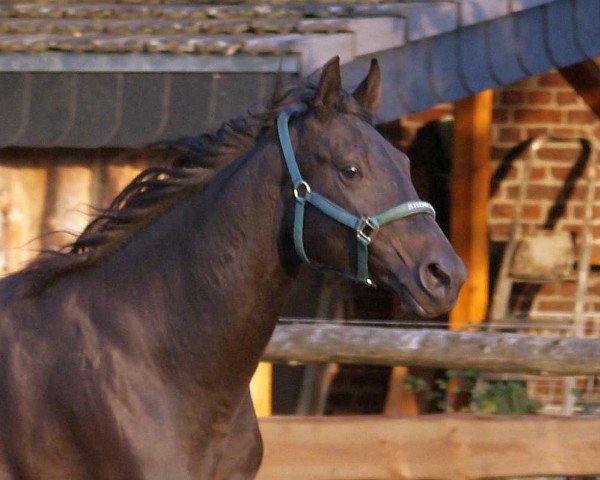 broodmare Ciruna CM (Rhinelander, 1999, from Cordino)