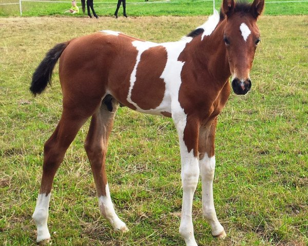 dressage horse Bl's Sambuco (German Warmblood, 2013, from Spezial Color R)
