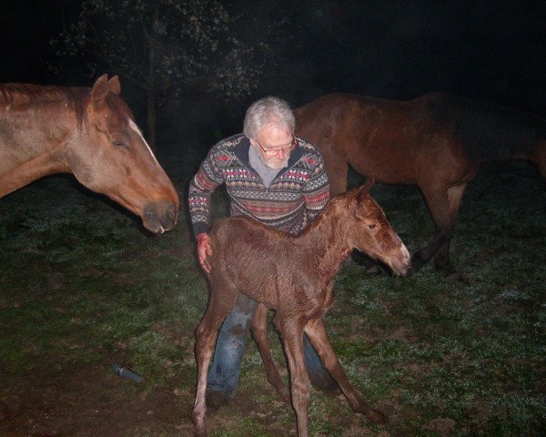 horse Peppy (Rhinelander, 2014, from Pilothago Dxb)