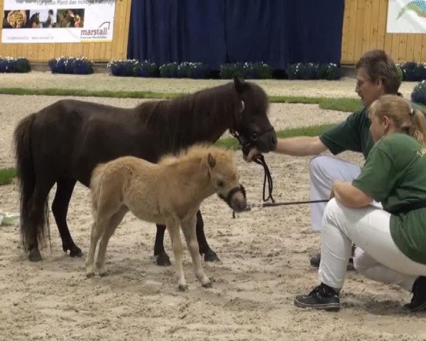 Video von Ciky van Stal de Hestert