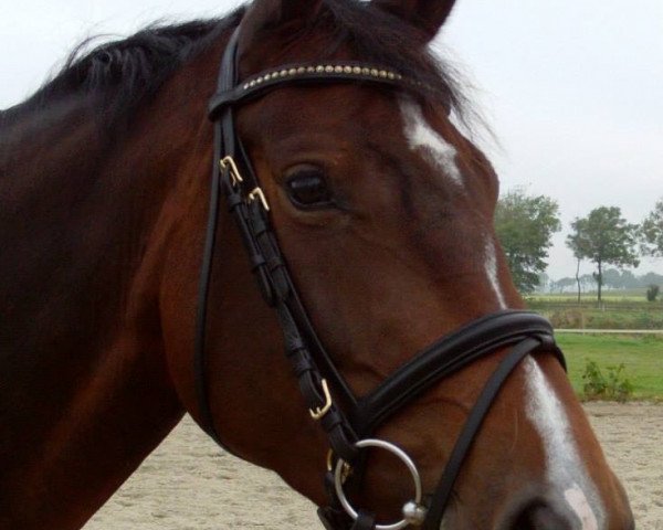 dressage horse Odeya (Oldenburg, 2009, from Stedinger) dressage horse Odeya (Oldenburg, 2009, from Stedinger)