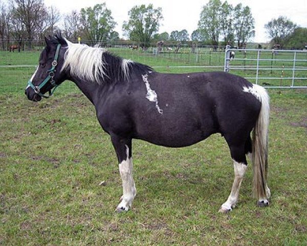 broodmare Grendy (Lewitzer, 1993, from Granat B 468)
