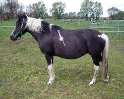 broodmare Grendy (Lewitzer, 1993, from Granat B 468)