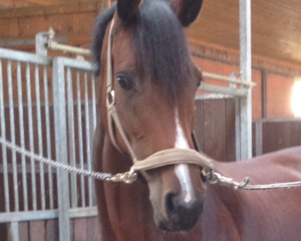 jumper Silvana (Holsteiner, 2004, from Silvano)